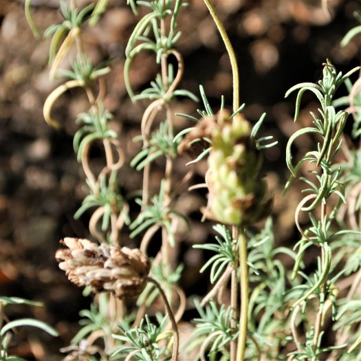 Lavandula stoechas